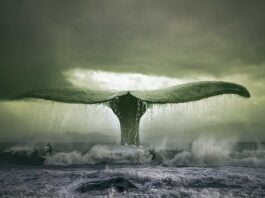Surfing-with-whales-photomanipulation-surreal-art-inspirational-quote