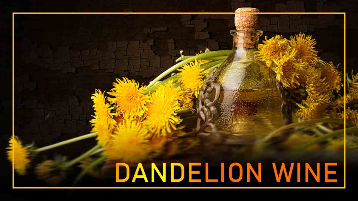 Homemade dandelion wine. Recipe of natural taste of nature.